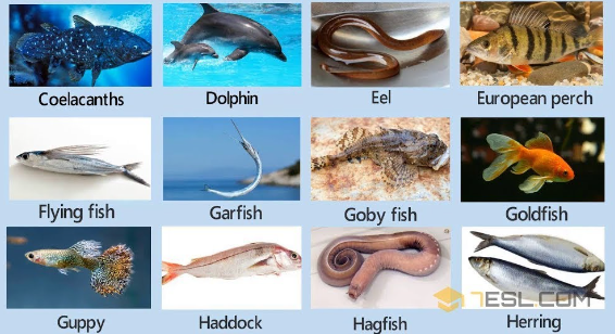 Different types of Fish that you may know